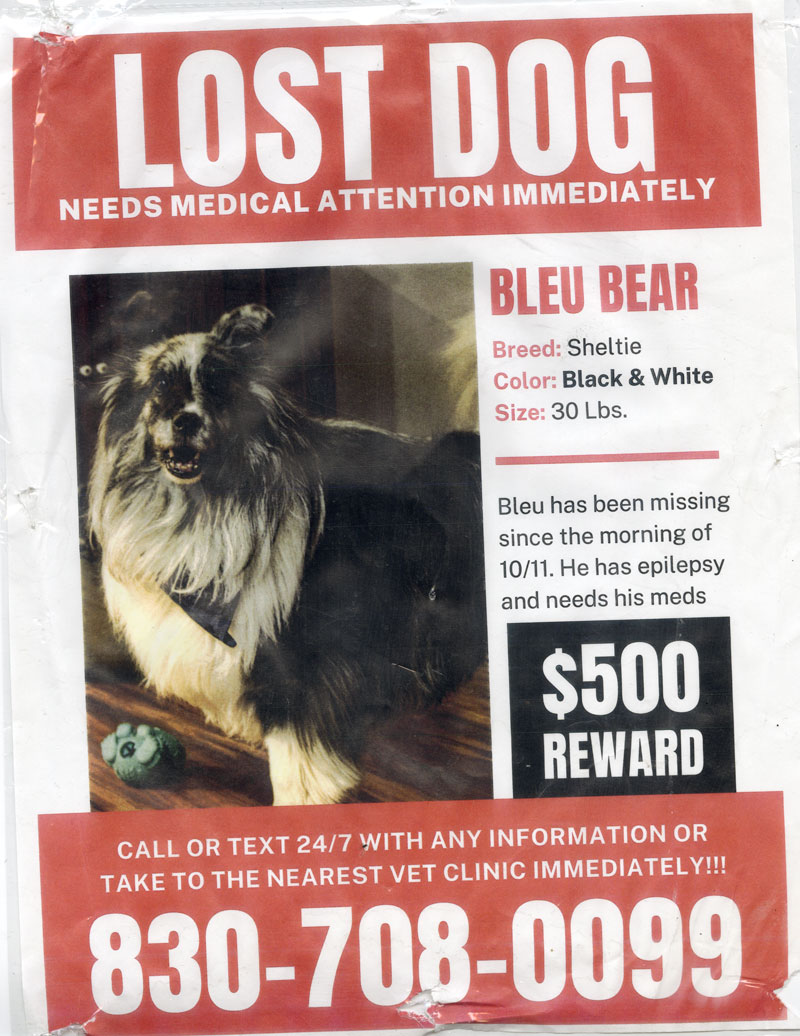 lost-dog-og-for-port